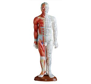 Do I need to buy a mannequin for studying acupuncture and moxibustion?